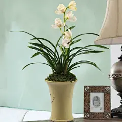 最香的兰花白兰花苗盆栽植物室内四季兰好养矮种浓香高档绿植花卉-淘宝网