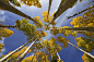 Aspen Color by Sue Cullumber on 500px