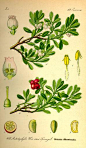 Arctostaphylos uva-ursi #采集大赛#