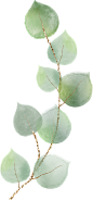 绿色水彩植物花卉婚礼请柬海报卡片手账装饰免抠PNG图案 设计素材 (9)