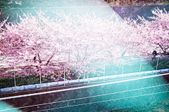 『沉眠』采集到sakura