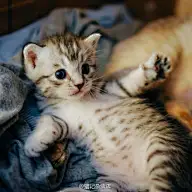 猫猫猫猫