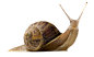 蜗牛PNG