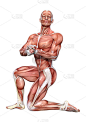 3D插图男性图形与肌肉地图上的白色