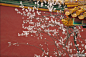 紫禁城的春天杏花