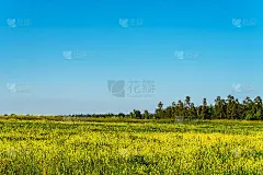 田野上黄色的花朵映衬着蓝天和远处的森林。以乡村景观为背景。动态模糊。