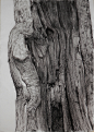 THE SKIN OF THE TREES : Charcoal's Drawings of the 'skin' of the trees