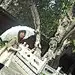 一季花开成海