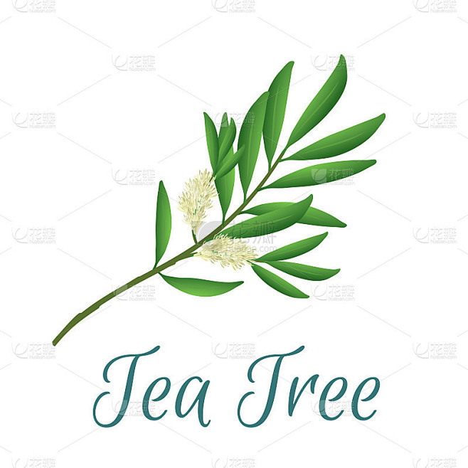 茶树的树枝上有花和叶。茶树或茶树图案组成。矢量插图用于网页设计，打印或其他视觉领域