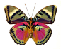 This contains an image of: 