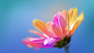 botanical color designer Digital Art  floral Flowers Nature photoshop shelby shelby hanlon