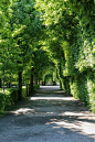 green trees on gray concrete road