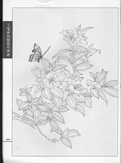《工笔画线描动物画谱》之蝴蝶篇