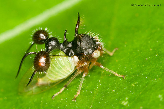 人人网浏览相册虫的拟态