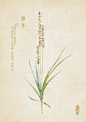 中草药绘本-麦冬