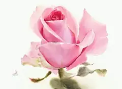 水彩---玫瑰 - 高清图片，堆糖，美图壁纸兴趣社区