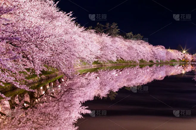 樱之花,弘前公园,弘前城堡,弘前,日本城堡,樱桃树,樱花,自然,水,美素材-花瓣网