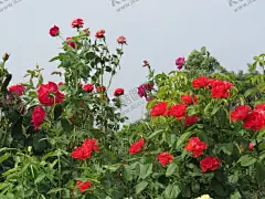 玫瑰 【酷图网】玫瑰花,玫瑰花图片,玫瑰花壁纸,玫瑰花素材,玫瑰,红玫瑰,月季花,鲜花,鲜花图片,鲜花素材,花朵,创意图片,花瓣,唯美图片,唯美壁纸,壁纸图片,电脑壁纸,服装图案,服装印花,T恤印花,情人节,情人节图片,花,花卉,花蕊,爱情,植物,绿色植物,植物图片,花花草草,生物,摄影,花草