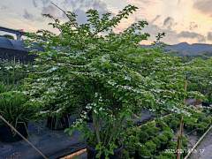 momo-nono采集到植物单体照片