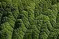 Gunnera, Leaf, Green, Leaf Details, Background, Nature
