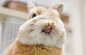 冬季恋兔！为啥有这么可爱的兔子【twitter id：evo3183】 ​​​​