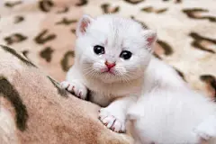 点击来源直接获取大图文件 |Cute little white British kitten crying looking at camera