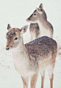 #雪# #麋鹿# #雪中精灵#