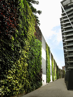 jasmine42采集到挡墙绿化