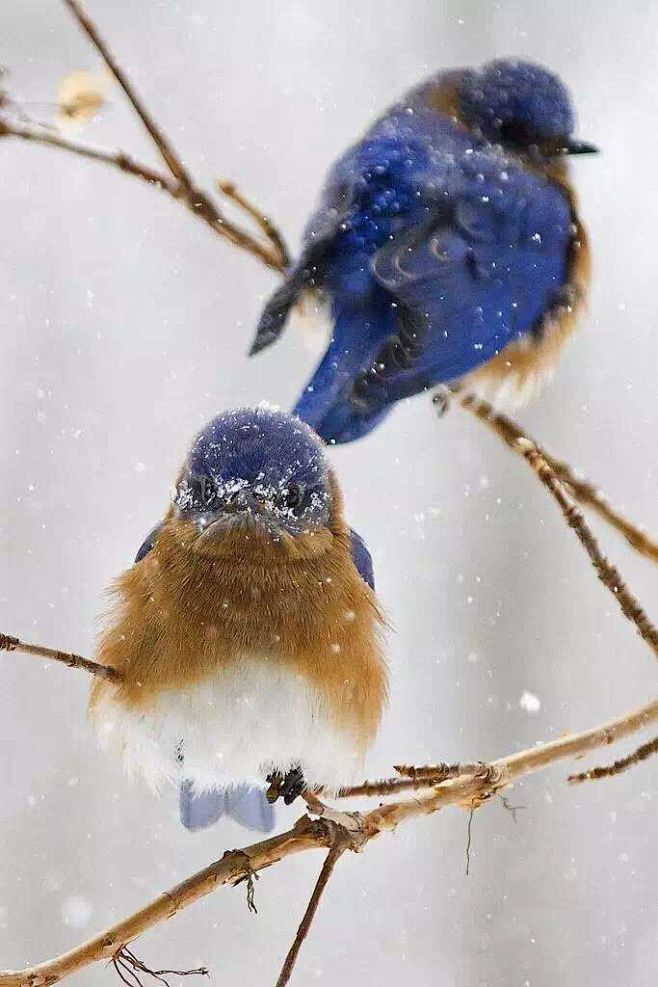 #雪# #美景#