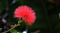 朱缨花Calliandra haematocephala蔷薇目豆科朱缨花属
朱缨花 by LHX0714  on 500px