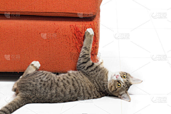 冷酷小羊采集到猫抓板参考