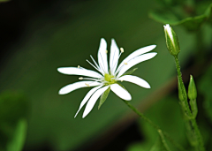 Arleneity采集到✿Flower特写/摄影