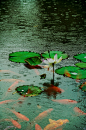 【  小雨漫空浑不觉，平湖点点见圆纹 …  】 ​​​​