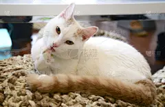 爪子,猫,白色,有爪哺乳动物,美国,毛皮,水平画幅,小的,可爱的,无人