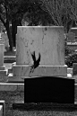 krw:

I stalked a murder of crows through the cemetery for a quarter of an hour trying to get this photograph. 
