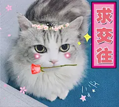 大图-希丞家的黑糖喵  求交往 表情包