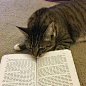 猫咪表情包  学猫叫