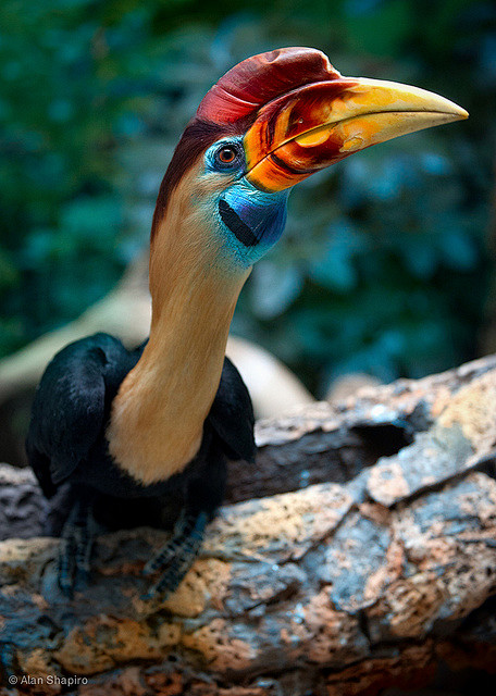 RED-KNOBBED HORNBILL