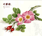 彩铅 大蔷薇
