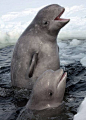 鲸目·齿鲸亚目·一角鲸科·白鲸属：白鲸（灰）