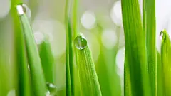 【关注微信&quot;ARTP2P&quot;或“金贝艺融”,回复“绿色植物素材”，百张精美绿植靓图秒速收藏】绿色植物素材 植物配置壁纸 植物造景墙纸  风景 美景 摄影 #植物##壁纸##小清新##花朵#