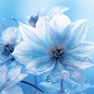 白花，蓝色花朵，花朵背景，花，背景素材，蓝色背景