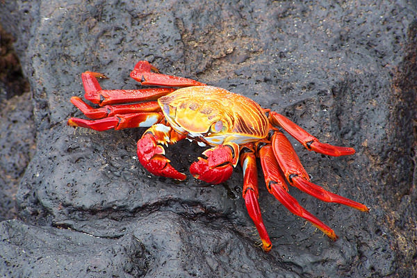 Galapagos Crab by Sa...