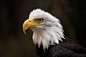 Eagle by LifeCapturedPhoto