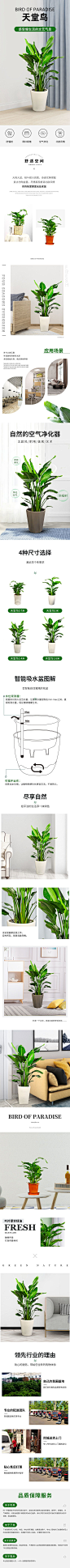 绿植详情页-源文件分享-ywjfx.cn