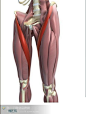 缝匠肌

部位：大腿前内侧浅层，肌纤维从大腿外上方向内下斜行。是人体中最长的肌肉，呈梭形。

起点：髂前上棘。止点：胫骨粗隆内侧面。

功能：近固定时，使髋关节屈和外旋，并使膝关节屈和内旋。远固定时，两侧收缩，使骨盆前倾。