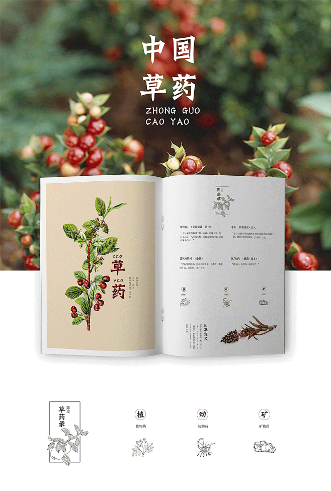 中草药画册设计
