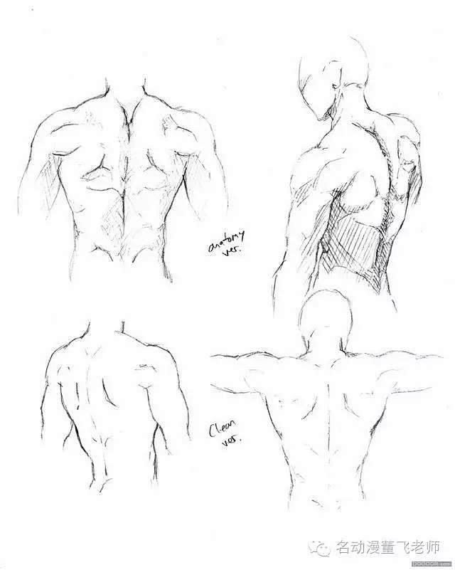 人体结构画法之肩部-胸腔-背部动作参考