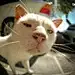 好奇心害死猫00