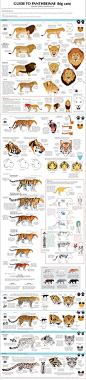 Guide to Big cats by `majnouna on deviantART: 
